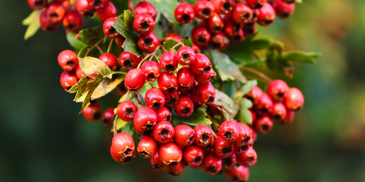 Hawthorn berries